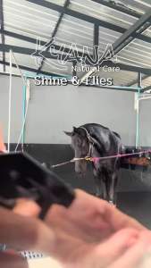 สเปรย์ฉีดแมลงวัน - Shine & Flies