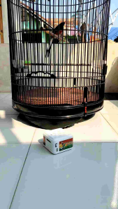 Speaker Bluetooth Masteran Murai Cucak Ijo Kacer Cendet Materi Tembakan Kasar