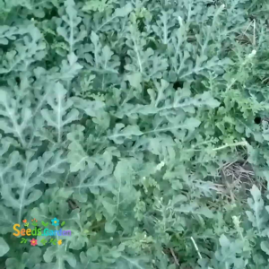 15 BUTIR BIJI/BENIH TANAMAN SEMANGKA BULAT MERAH