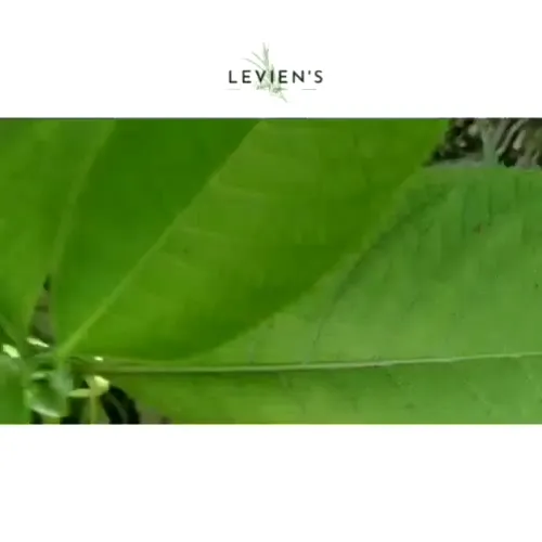 SAMBONG CAPSULES 100mg 100 pcs
