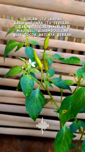 bibit cabe rawit tahu