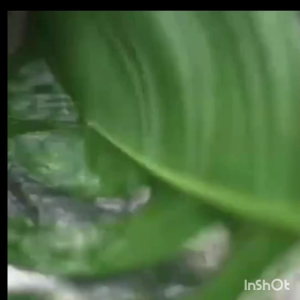 Rhaphidophora Decursiva爬树龙(Organic & Natural./有机&天然)50g