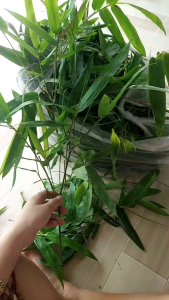 1kg lá tre tươi  lá tre tươi organic