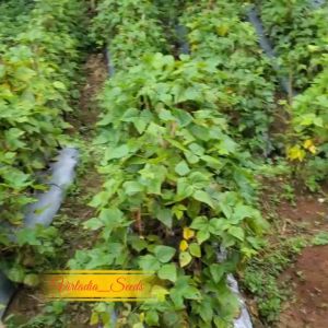 [Virladia Seeds] Biji Benih tanaman Kacang Merah Red Beans