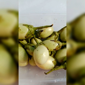 10 BIJI BENIH TERONG EASTER EGG/TERONG TELUR PUTIH