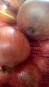 BAWANG BOMBAY BESAR 500gr/1000gr