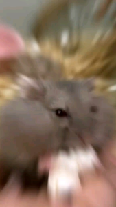 POPCORN MAKANAN FAVORIT HAMSTER & SUGARGLIDER