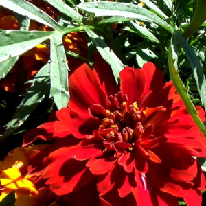 10 BUTIR BIJI/BENIH BUNGA MARIGOLD FRENCH MIXED