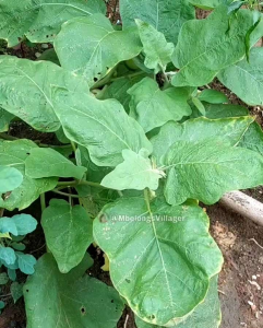 150 BUTIR BIJI | BENIH TERONG JUMBO HIJAU RONGGO