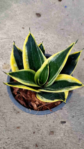 ลิ้นมังกรแคระขอบทอง ในกระถาง6นิ้ว