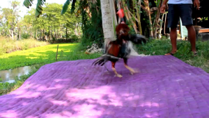 Boneka Ayam Aduan Murah untuk Melatih Ayam Jago