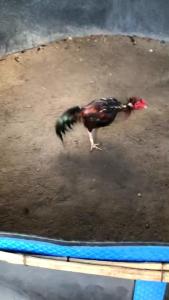 ไข่เชื้อสำหรับนำไปฟัก สายแข้งหน้าคมๆทางเหนือเลือดโกวเซ้ม ฟองละ80