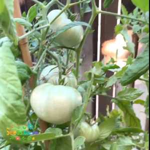 10 BUTIR BIJI/BENIH TANAMAN TOMAT IMPORT BEEFSTEAK SART ROLOISE