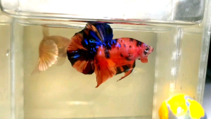 Candy Galaxy Halfmoon Plakat HMPK Betta Fish / Ikan Laga/ 斗鱼 (Not random fish）17