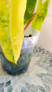 Philodendron Billietiaeขายแบบข้อตัดสดส่งชำในถ้วยอบอย่างดี