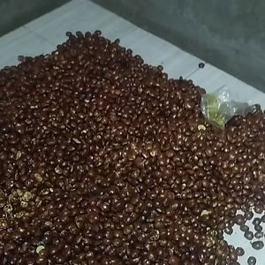 jengkol tua 1 kg jengkol tua super asli Banten