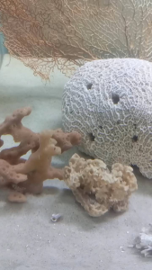 Big Coral Stone For Aquarium Filter Media Fish Tank Sea Coral Bone