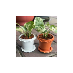 พลูงาช้าง เลี้ยงในน้ำได้ ไม้มงคล ฟรีกระถาง และจานรอง หิน