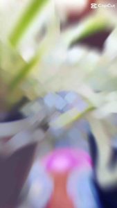 เศรษฐีเรือนนอก ไม้มงคล ไม้ในร่ม เลี้ยงในน้ำได้ฟรีกระถาง 2-3 นิ้ว พร้อมจานรอง