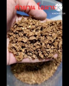 กำยานโอมาน เมล็ดใหม่ เก็บ เมษา 68