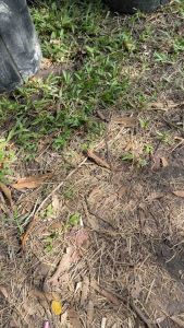 เหยื่อตกปลากดสังข์ทองขนาด 700 กรัม เก็บได้นานปลาเข้าไว