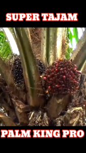 Original Malaysia KLS Palmking Pro Blade