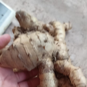 ว่านมหาเมฆ สำหรับปลูก400กรัม100บาท ปลูกได้กินได้ มหาเมฆ