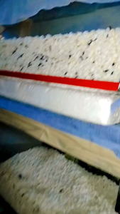 น้องกระดิ่งเงิน กระดิ่งทอง ชุดรวยไม่เลิก 259 ตัว  ไม่มีโหล เรียกทรัพย์ โชคลาภ การงาน การเงิน ค้าขายร่ำรวย