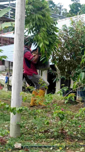 Anak Pokok Durian IOI 6 Feet Tall