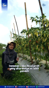 promo isi 100 butir benih cabe rawit ABSOLUT 69 produk asli jaminan ori pabrik terlaris
