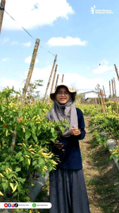 Isi 50 Butir Biji Cabe Rawit Langgeng MMT