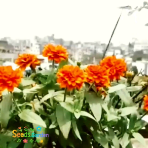 10 BUTIR BIJI/BENIH BUNGA ZINNIA ORANGE KING