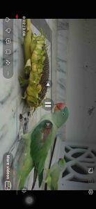 Sunflower Seed (USA) 20kg / Kuaci / Biji Bunga Matahari (Makanan Hamster/Burung/Arnab)