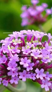 Verbena 8 seeds 马鞭草 8 粒 (Vampire Hater 110 days Plant Height: 100cm)