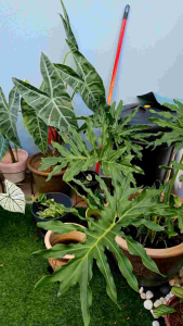 Sri Pellet 45 Fertilizer (Fast Leaf and Lawn Growth)