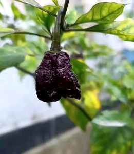 5 BUTIR BIJI/BENIH CABE SUPER PEDAS PURPLE CAROLINA REAPER