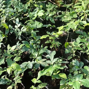 ต้นชะเอม หรือโปร่งฟ้า 20-25เซนติเมตร รสหวานหอม เย็นชู่คอ ปากสะอาด ซึ่งช่วยเพิ่มปริมาณให้กับลาบก็อร่อย เนื่องจากมีคุณภาพที่ดี ซึ่งสามารถใช้ได้ในการเสริมจมูกหรือเพิ่มปริมาณให้กับเบา