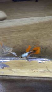 🔥HOT🔥 Platinum Dumbo Big Ear SHORTBODY 🇻🇳 Guppy Fish Pair (PREMIUM TOP GRADE)