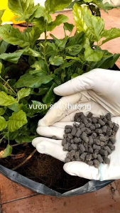 Phân Trùn Quế Hữu Cơ Vườn Nuôi 2Kg