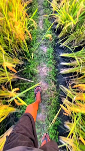 Benih Padi Ciherang Super premium kemasan 1KG