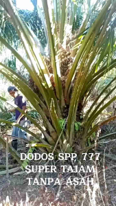 DODOS SPP 777 ORIGINAL MALAYSIA SUPER TAJAM: dodos sawit malaysia no 1 tanpa asah dodos sawit