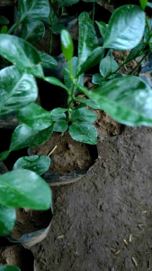 Bibit Jeruk Purut Murah & Siap Tanam