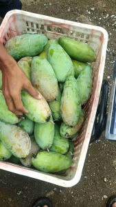 Mangga kiojay/ mangga sinawang / mangga thailand per buah 600/900 grm