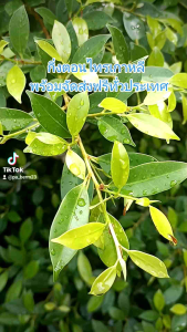 กิ่งตอนไทรเกาหลี - 1 ชูด 50 กิ่ง รากเเข็งเเรงพร้อมลงดินได้เลย