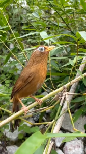 campaign vitamin PENGGACOR segala jenis burung berkicau