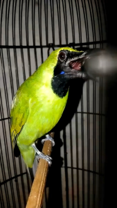 rocker cucak ijo bikin ngetrok vitamin penggacor burung cucak ijo pleci TRUCUKAN cucak kombo burung pemakan buah bagus sehat murah gacor dor Joss terbukti asli