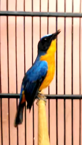 vitamin hobby metabolisme dr.edhi vitamin penggacor segala jenis burung murai Kacer kenari pleci bagus sehat gacor rajin berkicau