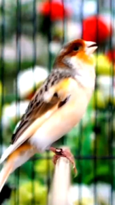 pakan prestige premium canaries prestige kanari pakan burung kenari blackthroat mozambik sanger frinch red siskin bagus sehat bulu rapih gacor dor bunyi berkicau termurah murah meriah terlaris laris manis juara lomba gantangan kemasan kaleng sacset repack
