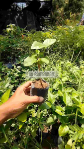 Paket 2 bibit bunga melati harum