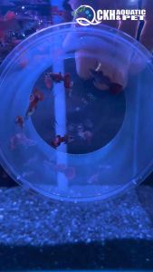 🔥CKH Aquatic🔥 Guppy Magenta Pink 孔雀鱼电光紫粉